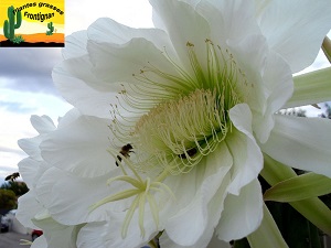 Echinopsis macrogona