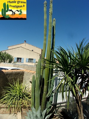Echinopsis macrogona
