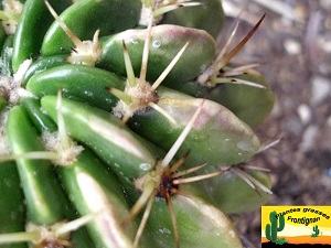 Echinopsis obrepanda