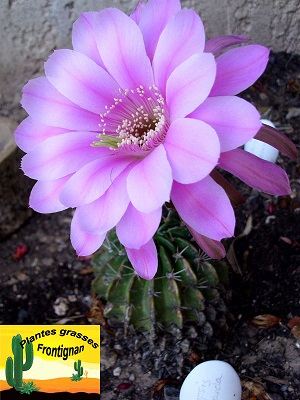 Echinopsis obrepanda