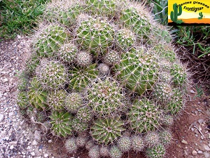 Echinopsis oxygona