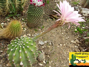 Echinopsis oxygona