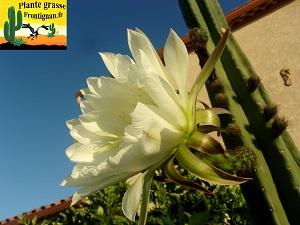 Echinopsis pachanoi