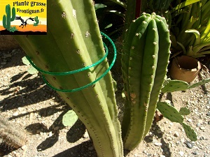 Echinopsis pachanoi