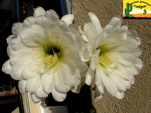 Echinopsis spachiana