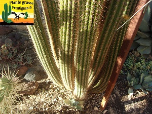 Echinopsis spachiana