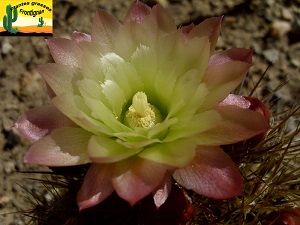 Eriosyce chilensis var albidiflora