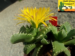 Faucaria felina