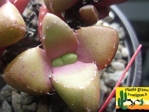 Faucaria subintegra