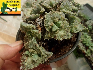 Faucaria tuberculosa