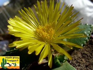 Faucaria tuberculosa fleur