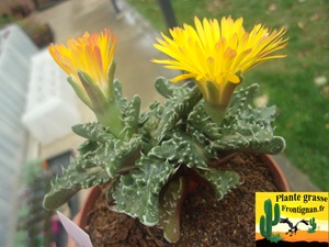 Faucaria tuberculosa fleur