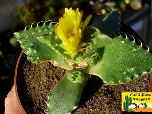 Faucaria tuberculosa rejets