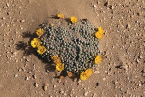 Fenestraria rhopalophylla ssp aurantiaca biotope