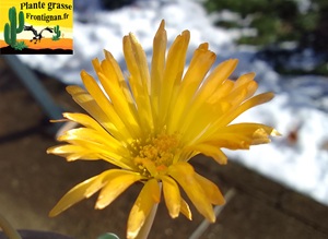 Fenestraria rhopalophylla ssp aurantiaca