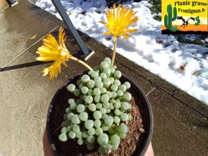 Fenestraria rhopalophylla ssp aurantiaca