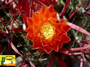 Ferocacactus pilosus