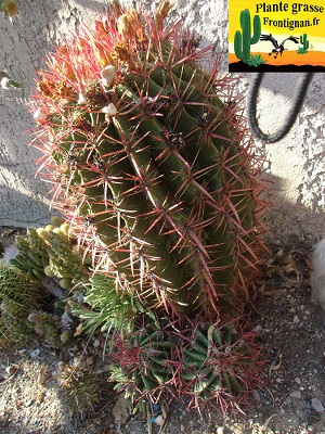 Ferocactus pilosus