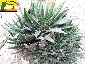 Gasteraloe Beguinii