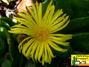 Fleur jaune mesemb