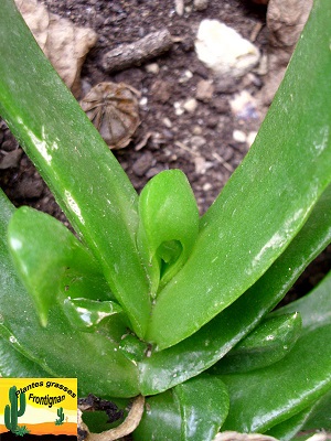 Glottiphyllum longum