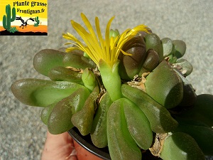 Glottiphyllum pygmaeum