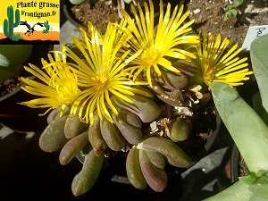 Glottiphyllum pygmaeum