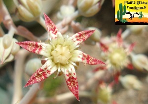 Graptopetalum Amigo