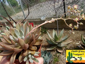 Graptopetalum Amigo