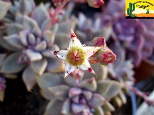 Graptopetalum Claret