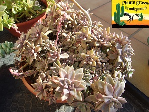 Graptopetalum Claret