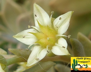 Graptopetalum Crepusculo