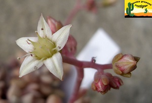 Graptopetalum Mirinae