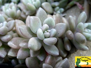 Graptopetalum Mirinae