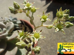 Graptopetalum PGF61