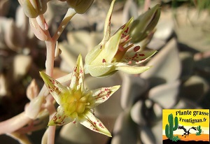 Graptopetalum Ruza