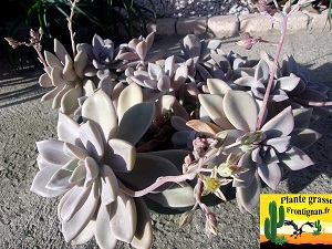 Graptopetalum Ruza