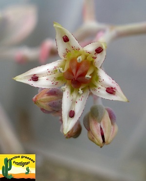 Graptopetalum Victor Kane