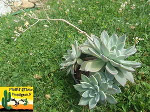 Graptopetalum Violette