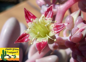 Graptopetalum amethystinum