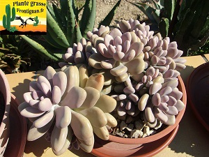 Graptopetalum amethystinum