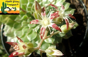 Graptopetalum filiferum