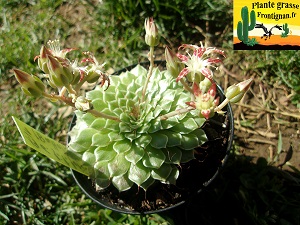 Graptopetalum filiferum