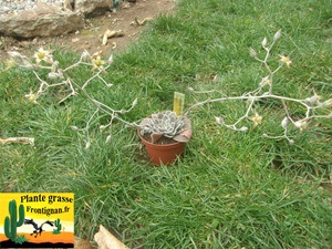 Graptopetalum marginatum