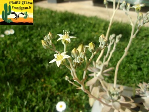 Graptopetalum paraguayense ssp bernalense