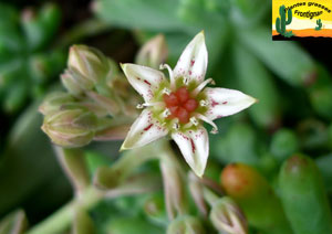 Fleur de Graptopetalum paraguayense