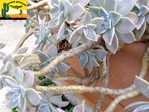 Graptopetalum paraguayense