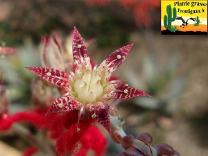 Graptopetalum rusbyi