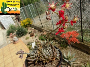 Graptopetalum rusbyi