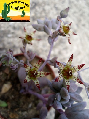 Graptopetalum superbum